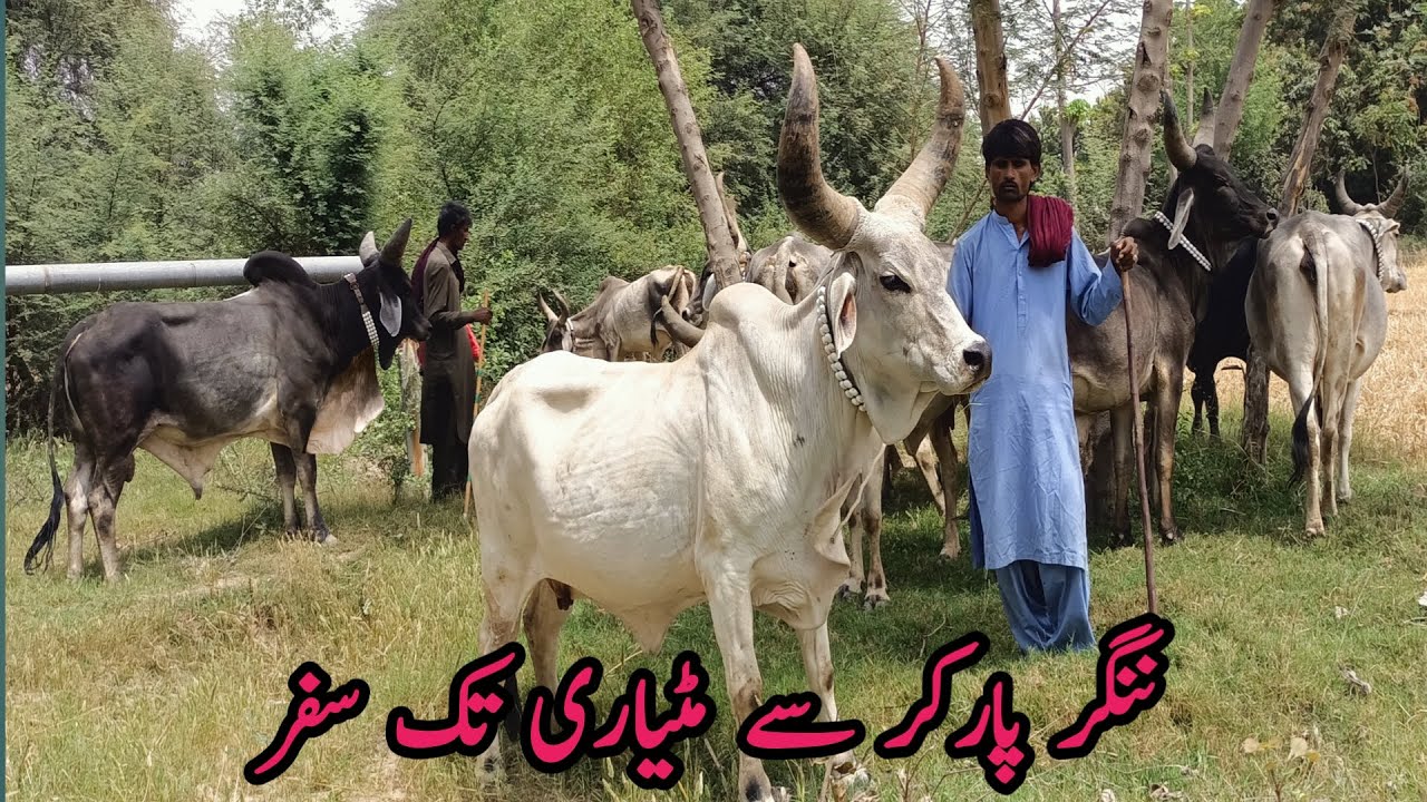 Kutchi kankrej cow