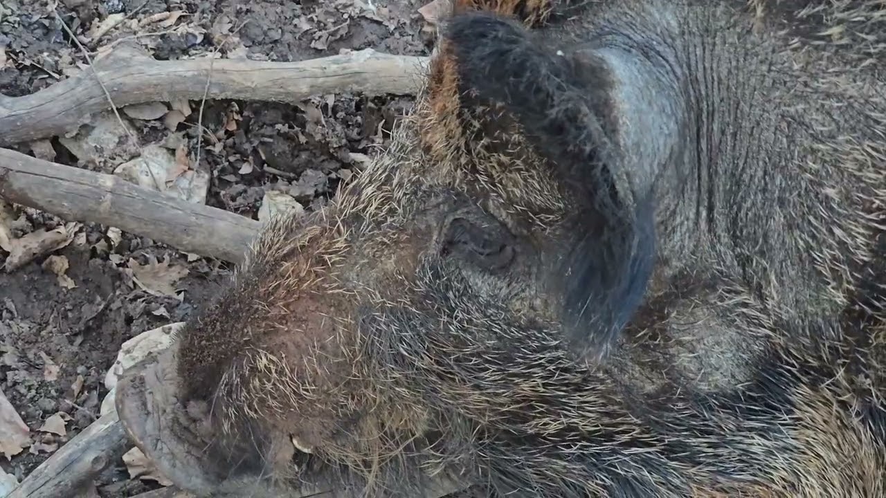 U dru&scaron;tvu starog vepra