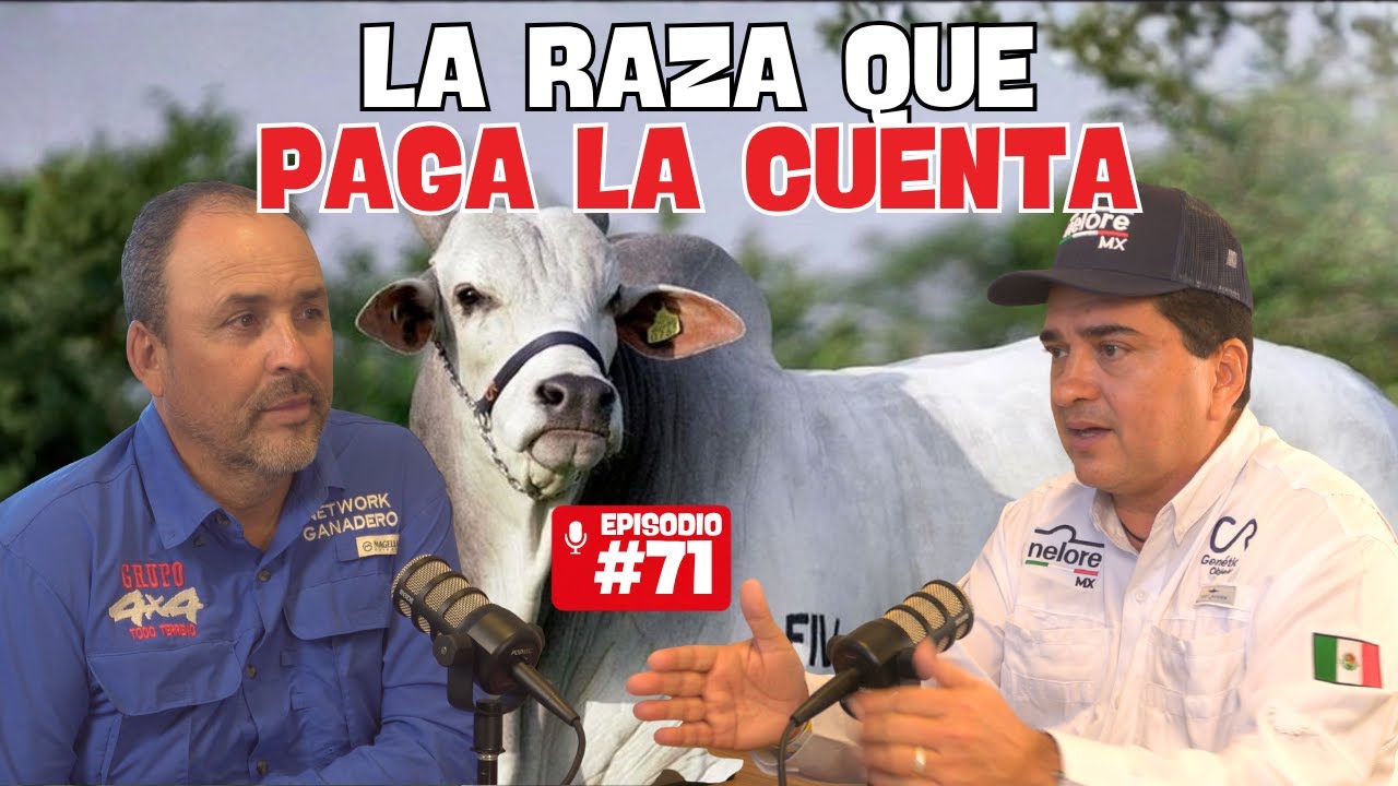 NELORE: LA RAZA QUE PAGA LA CUENTA EN LA GANADERÍA MEXICANA | CÉSAR PRADOS