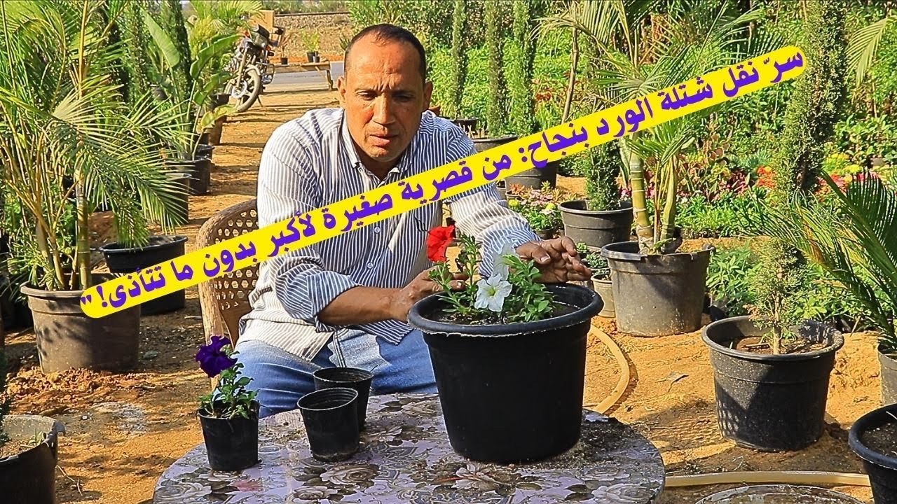🌸 