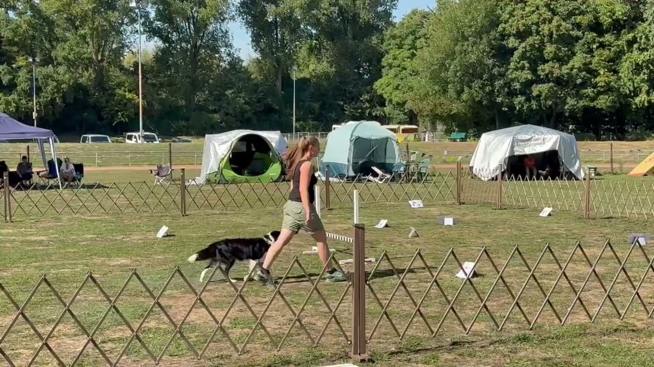 Quinn am 07.09.2025 beim ASCA Rally Excellent B