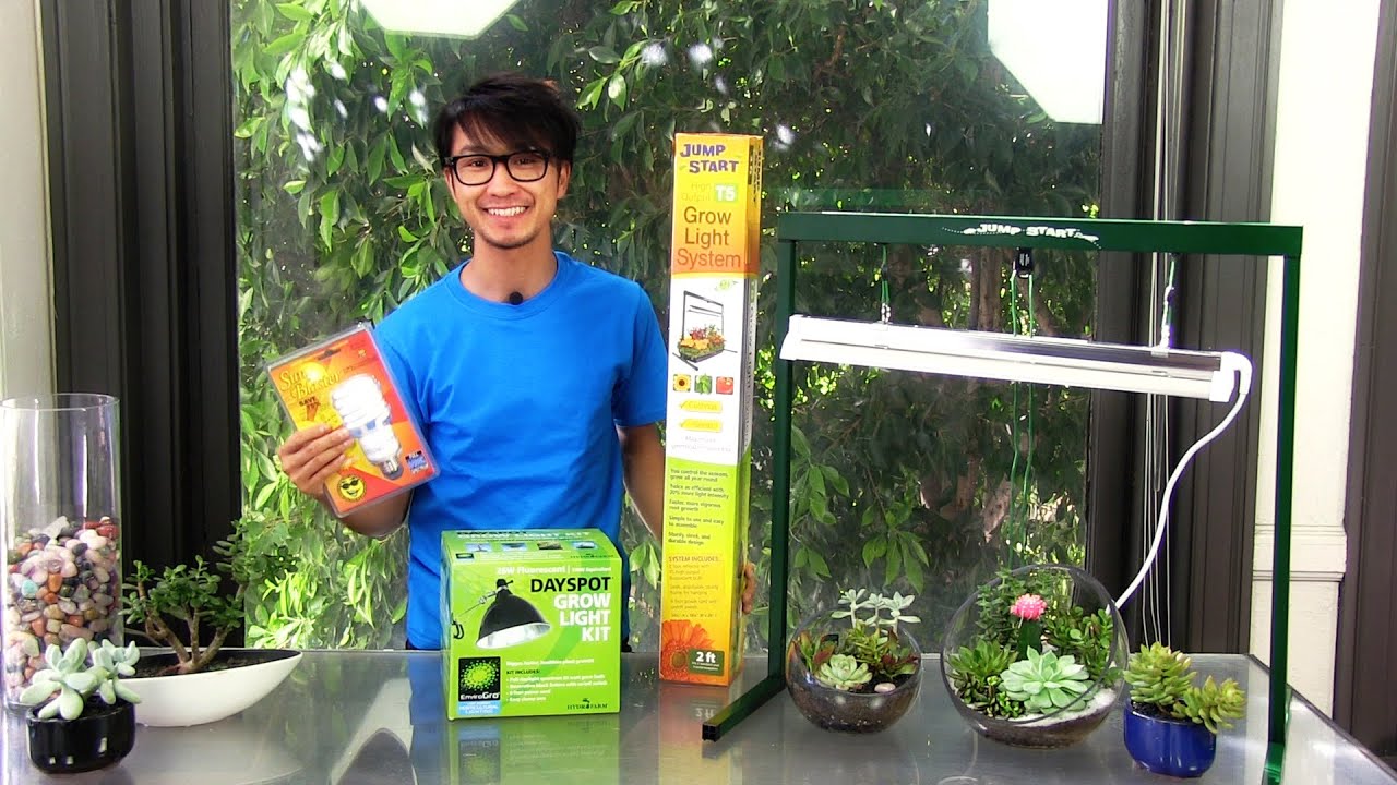 3 Convenient Grow Lights for Succulent Terrariums