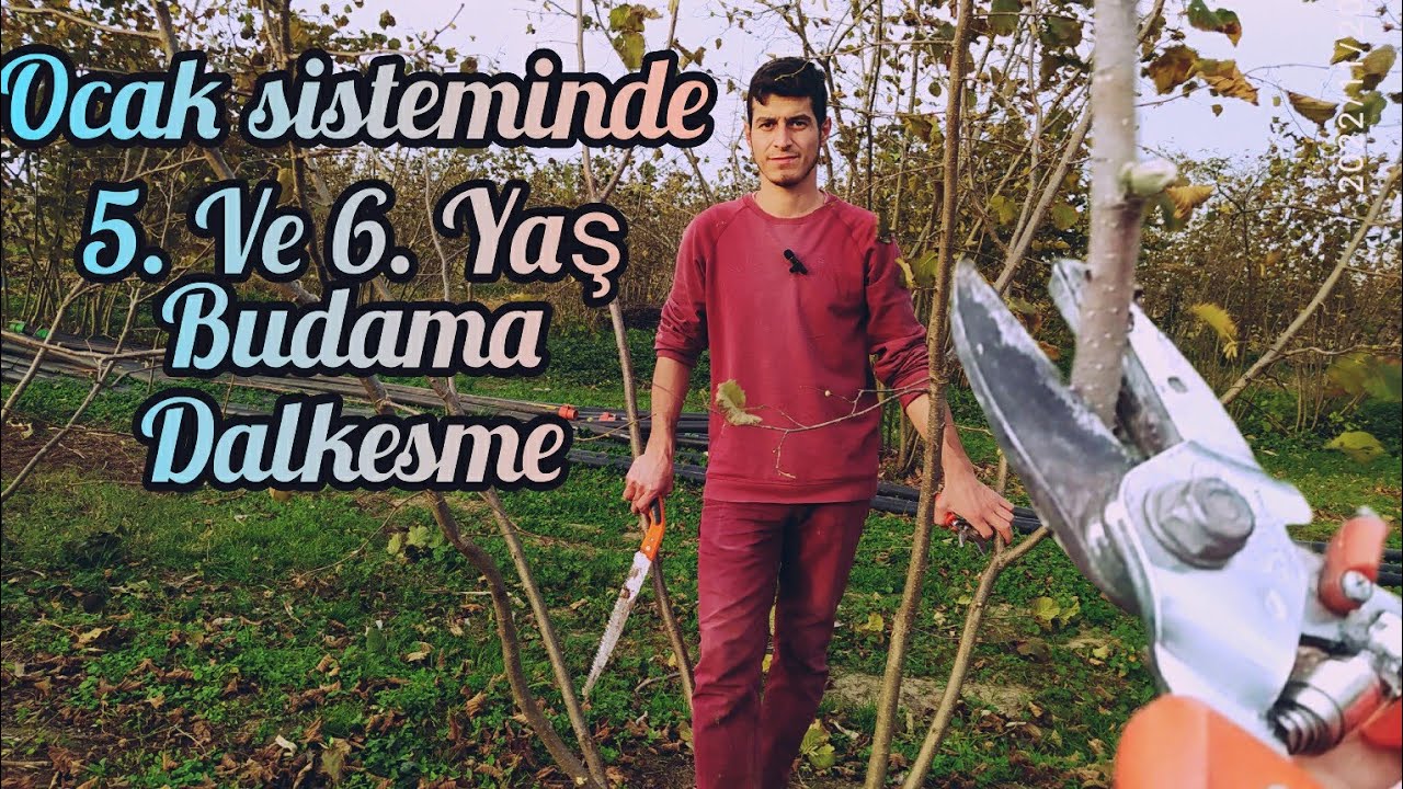 Fındıkta Ocak sisteminde 5. ve 6. yaş şekil budaması verim budaması (prt2)