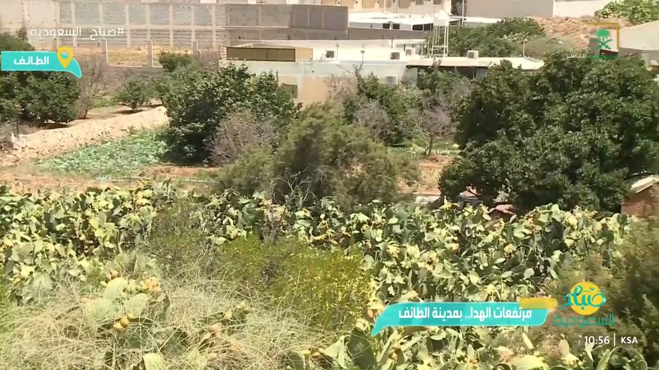 مرتفعات الهدا في مدينة الطائف: طبيعة ساحرة وأجواء خلابة