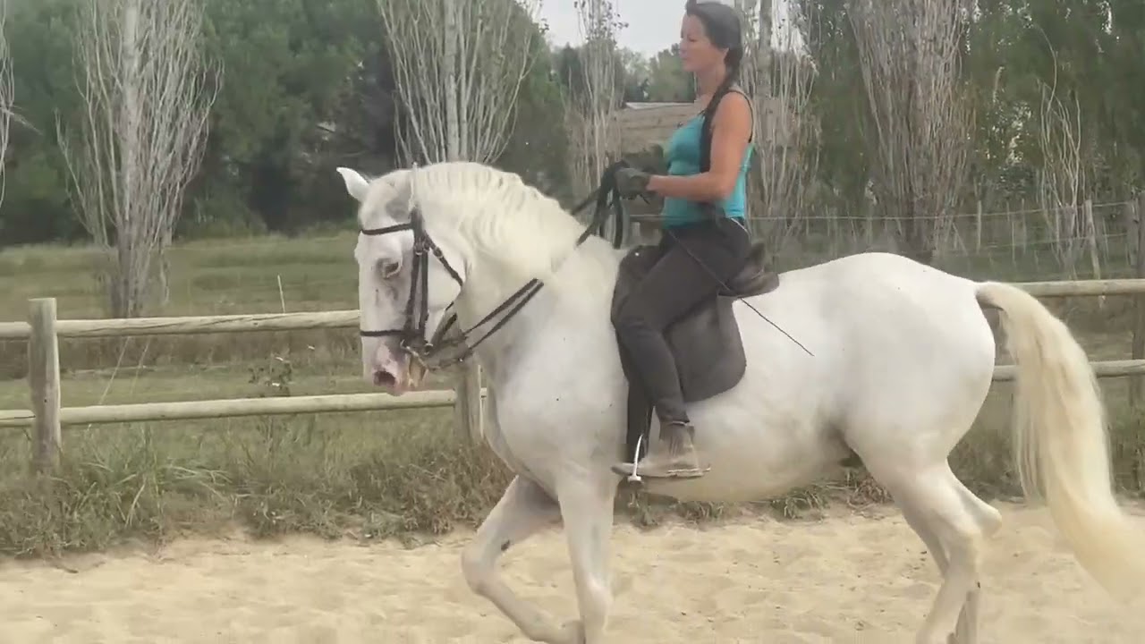 École d’équitation de tradition française- Bailador Menezes DL entier PSL de l’élevage Dany Lahaye