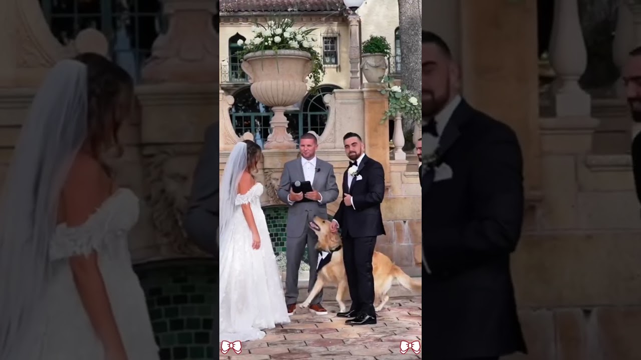 Dogs at a weeding 