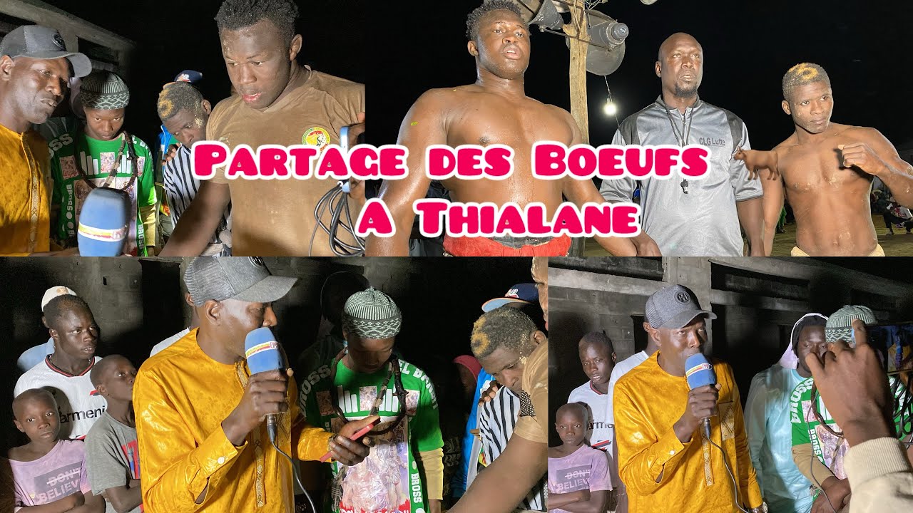 Partage des Boeufs 🐂 à Thialane Bross , Issani et les Conseils de Ousmane khady Thialane