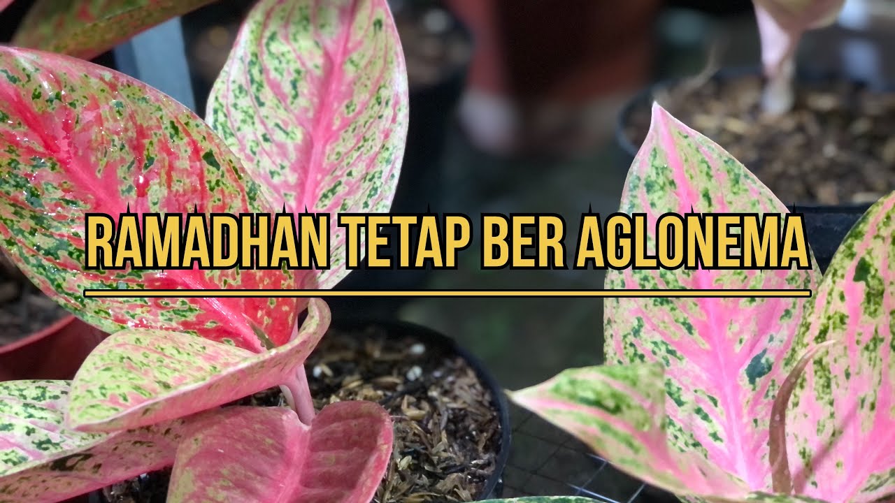 Ramadhan Tetap Ber Aglonema