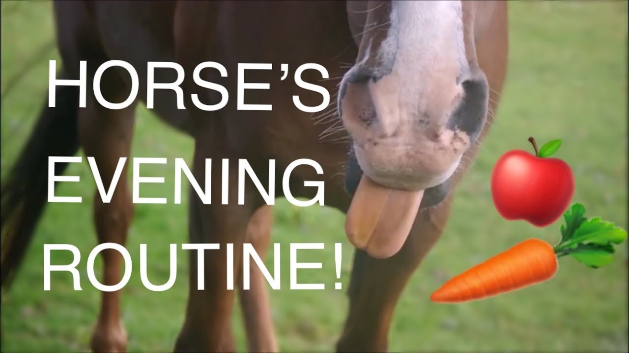 HORSE'S EVENING ROUTINE!