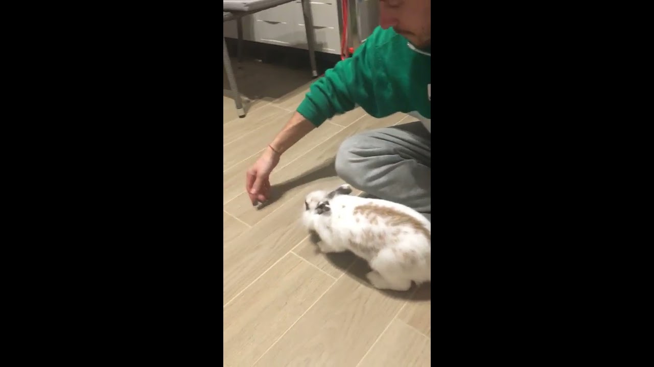 Coniglio nano ringhia e attacca!!!! dwarf rabbit