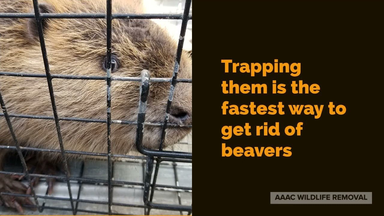 BEAVER FIRST DAY OUT | TYPE://SOUL