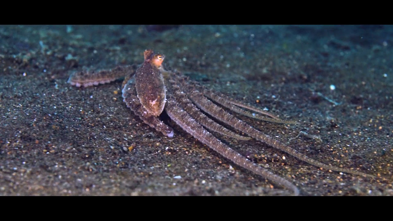 Introduction to Kalimaya Dive Resort