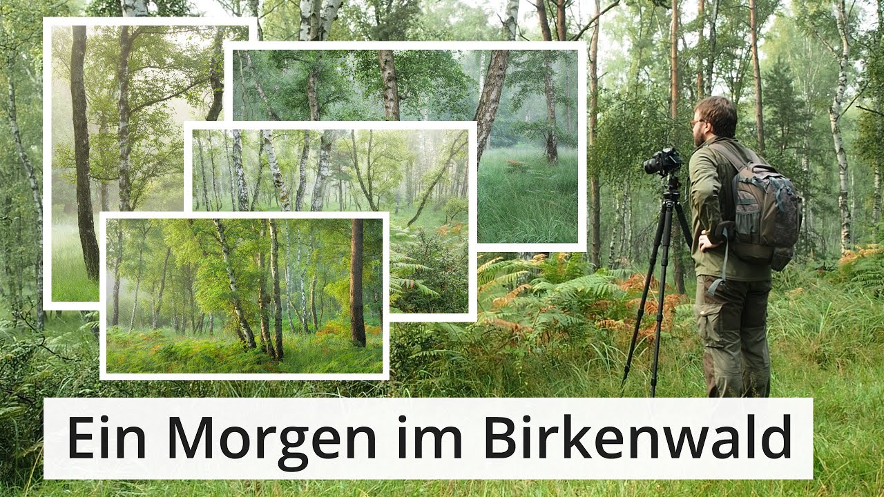 Naturfotografie: Ein MORGEN im BIRKENWALD