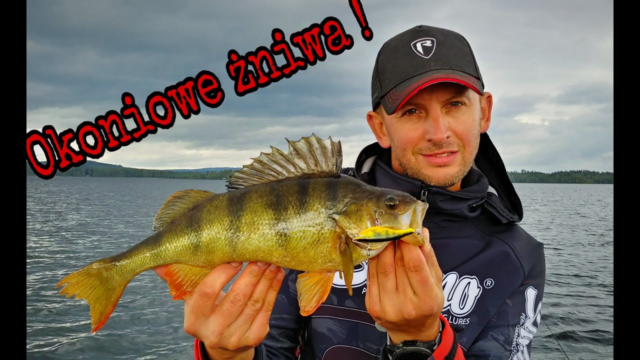 Okoniowe żniwa ! Slick Shad / Rail Shad !