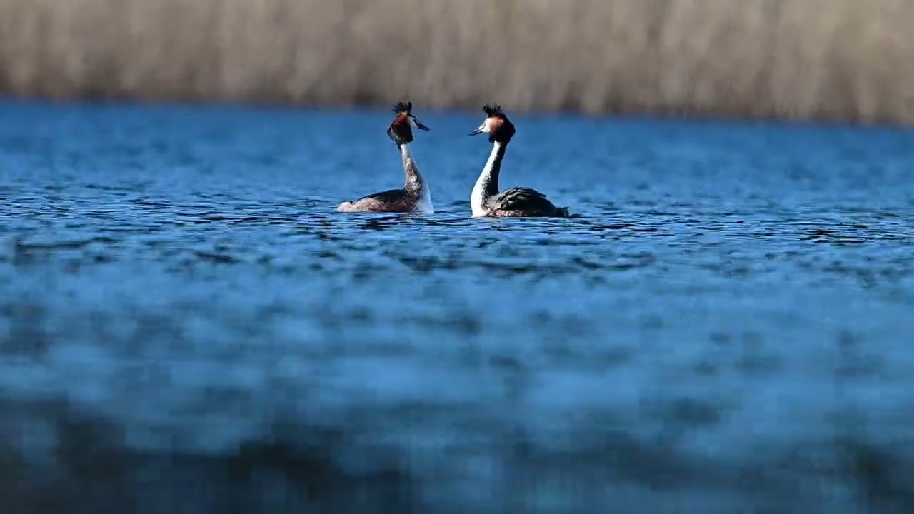 Perkozy dwuczube (Podiceps cristatus)