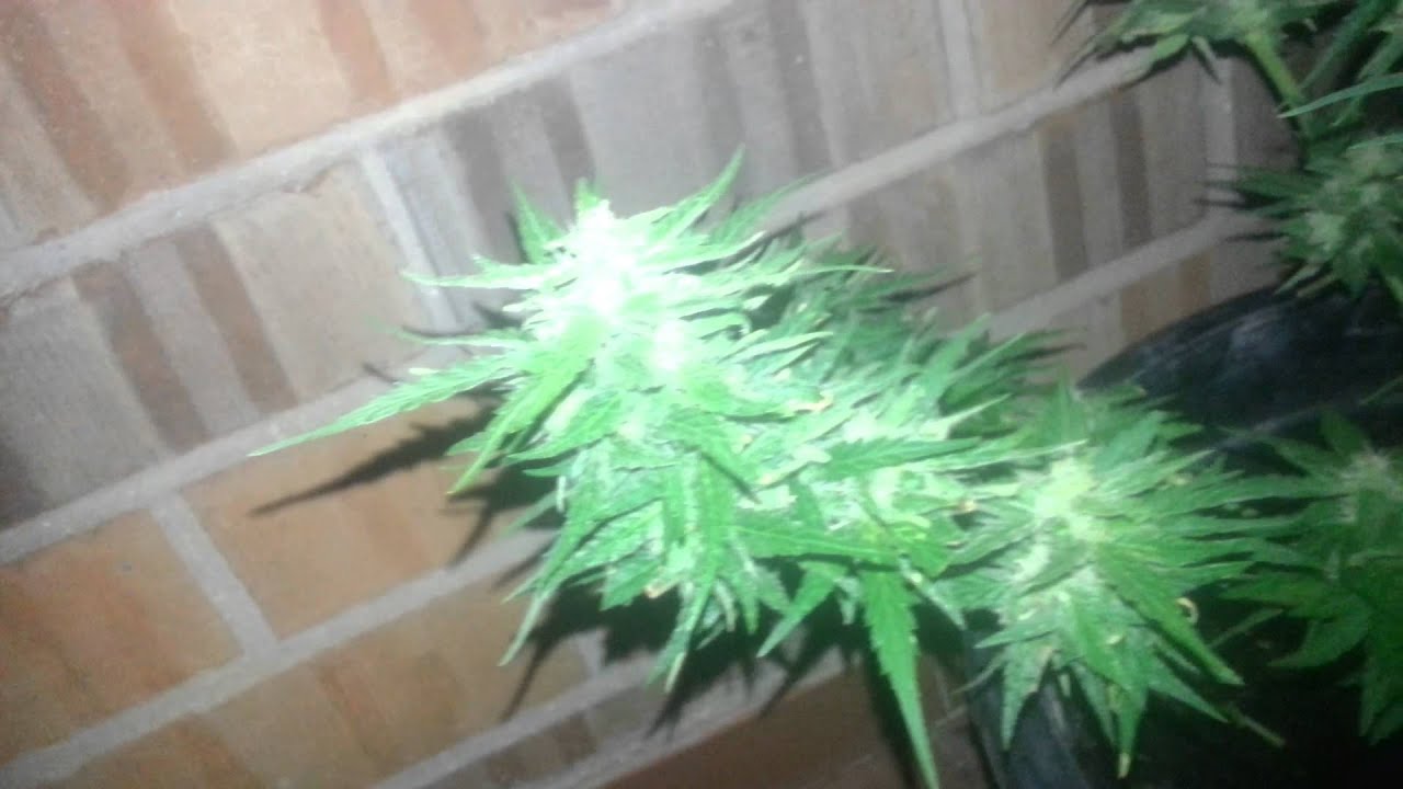 Cream mandarin & sweet skunk auto