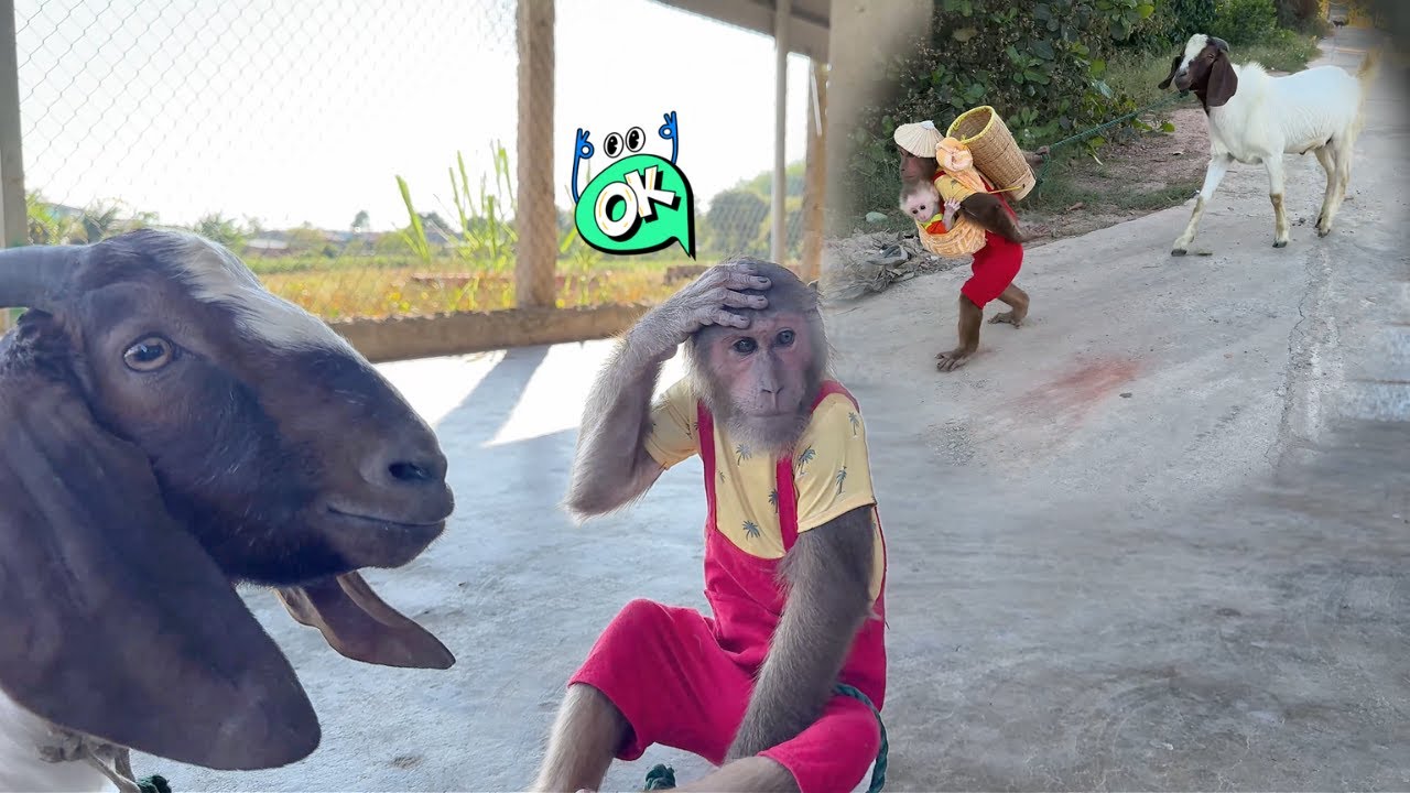 CUTIS Smart with Amazing Plan Help Mom Take Care Little Monkey and Buddy Goat!