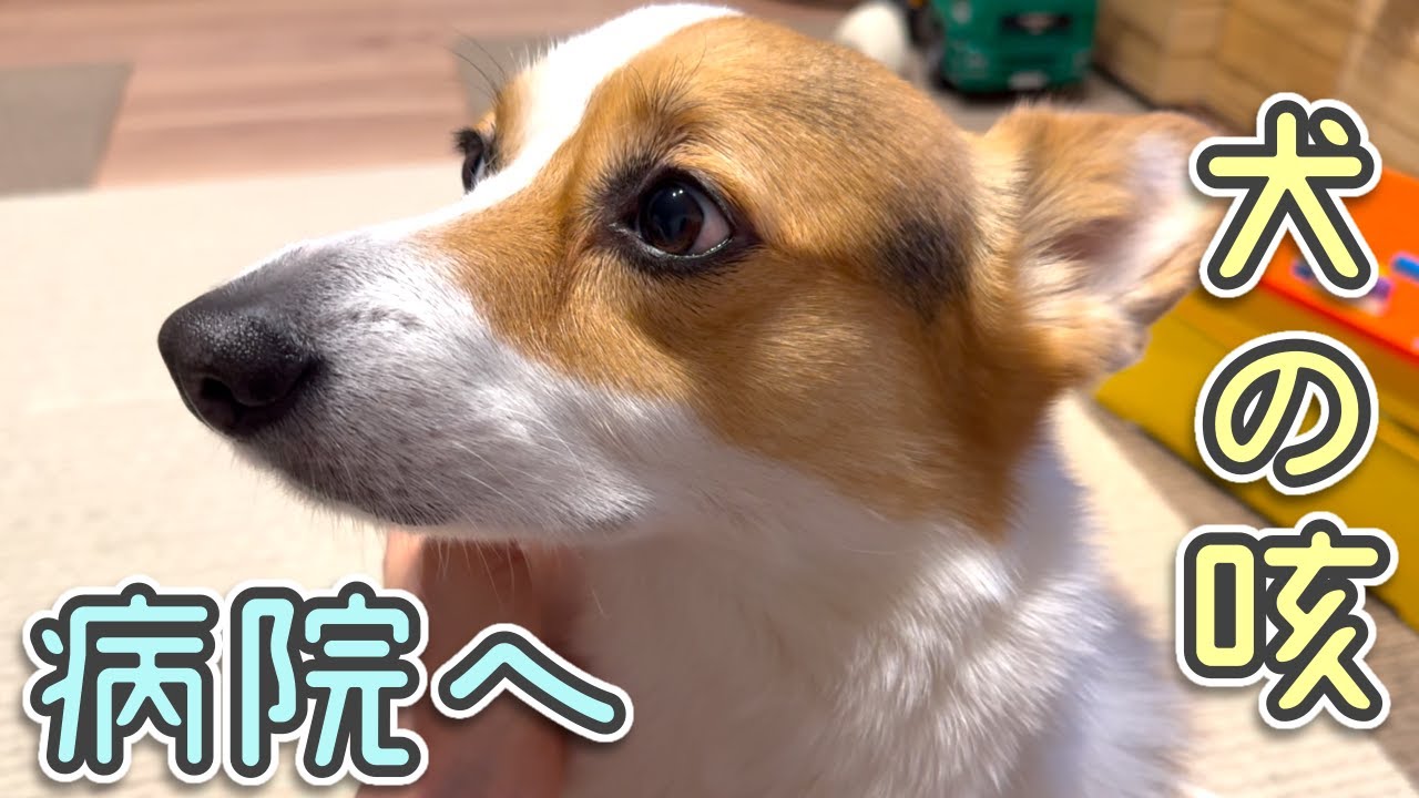 愛犬の咳が止まりませんでした