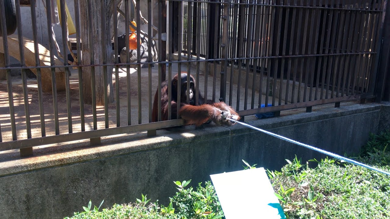 [とべ動物園]釣り師・人を誘い込み魅了するオランウータン　　[Tobe Zoo] Orangutans that attract and fascinate anglers and people
