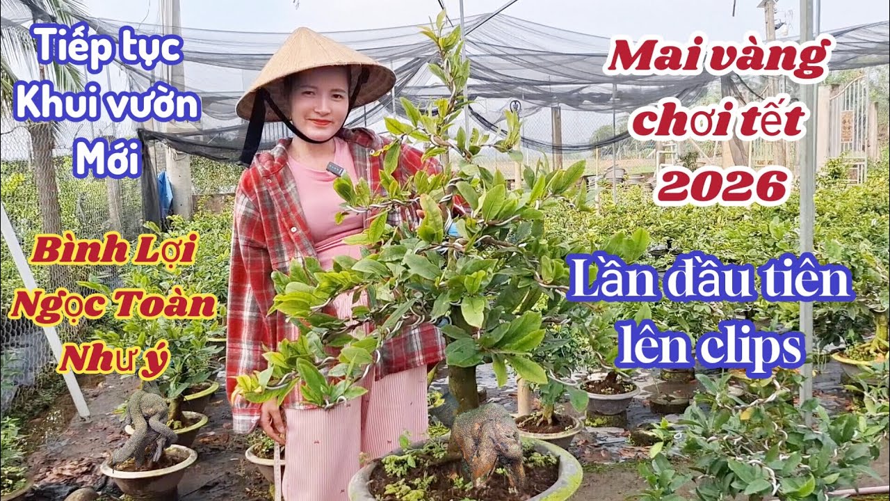 25/01/2026💥Mai vàng chơi tết 2026-siêu bông bình lợi, như ý, ngọc toàn 0961012116 Phụng 