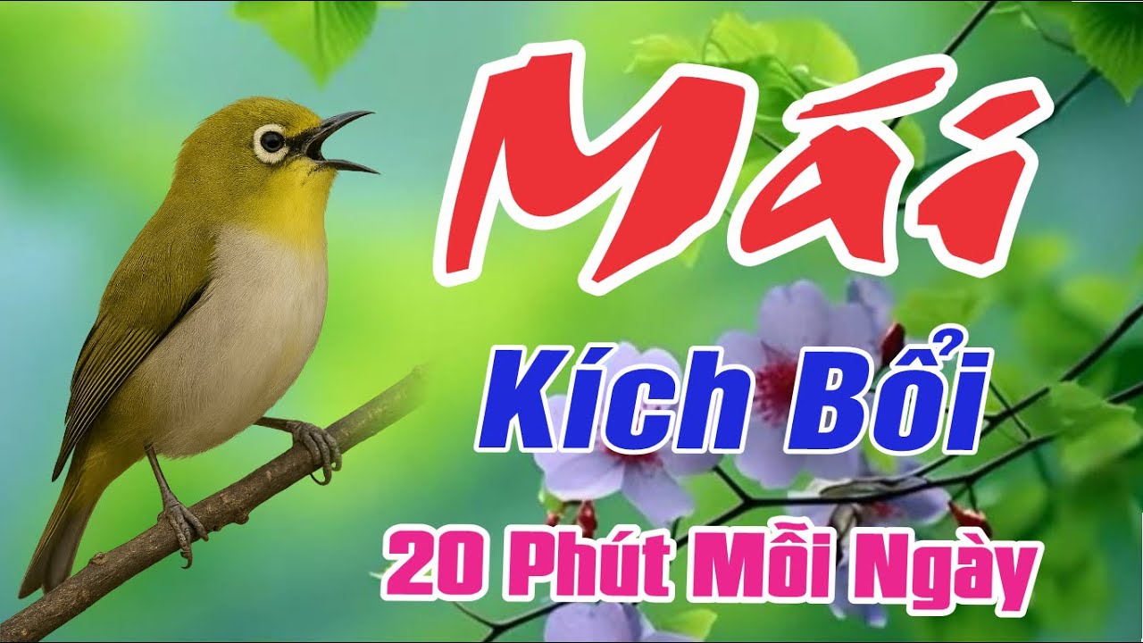 KHUY&Ecirc;N M&Aacute;I SI&Ecirc;U NHẠY, K&Iacute;CH CHIM BỔI | NGHE L&Agrave; L&Iacute;U