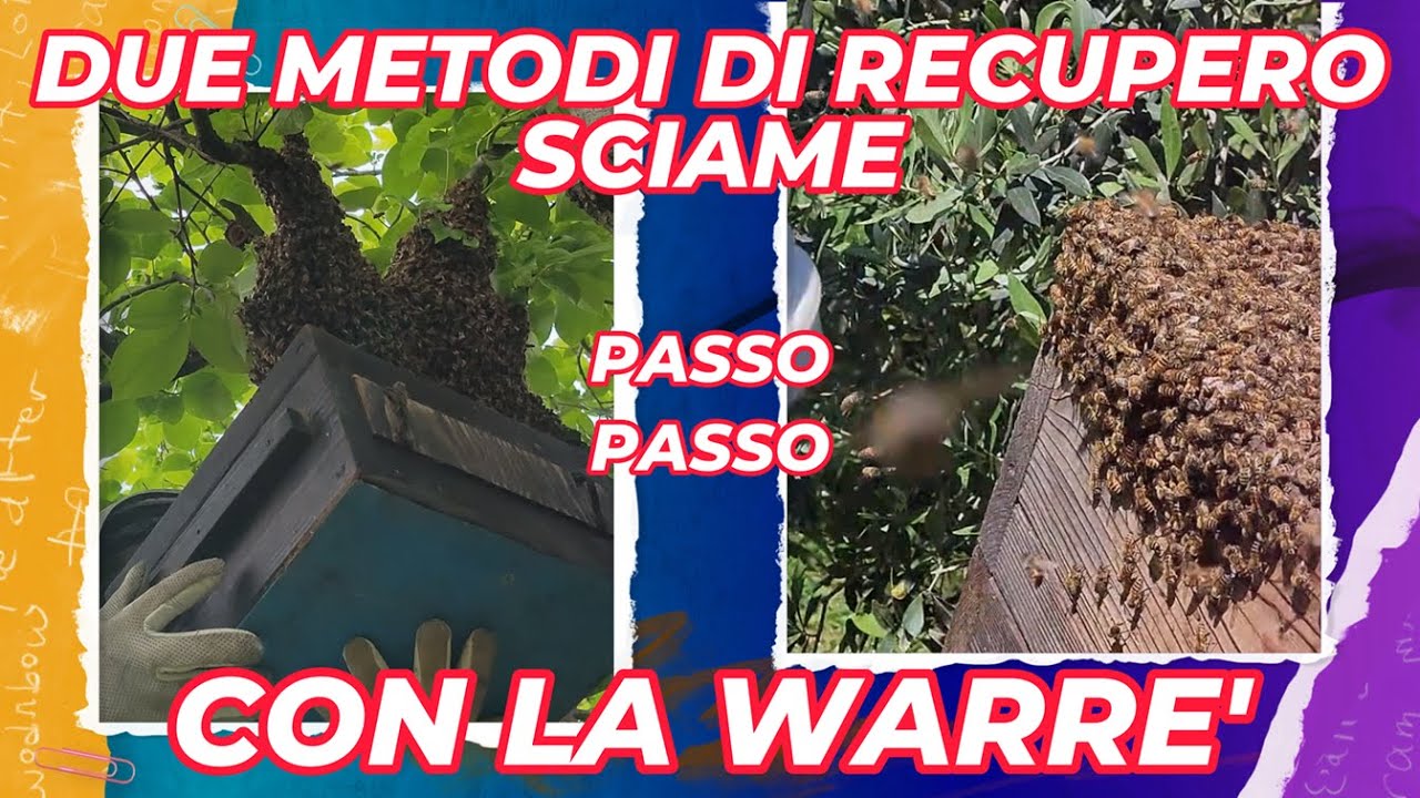 DUE METODI DI RECUPERO SCIAME CON WARRE' PASSO PASSO Apicoltura Naturale Leonardo  Top Bar