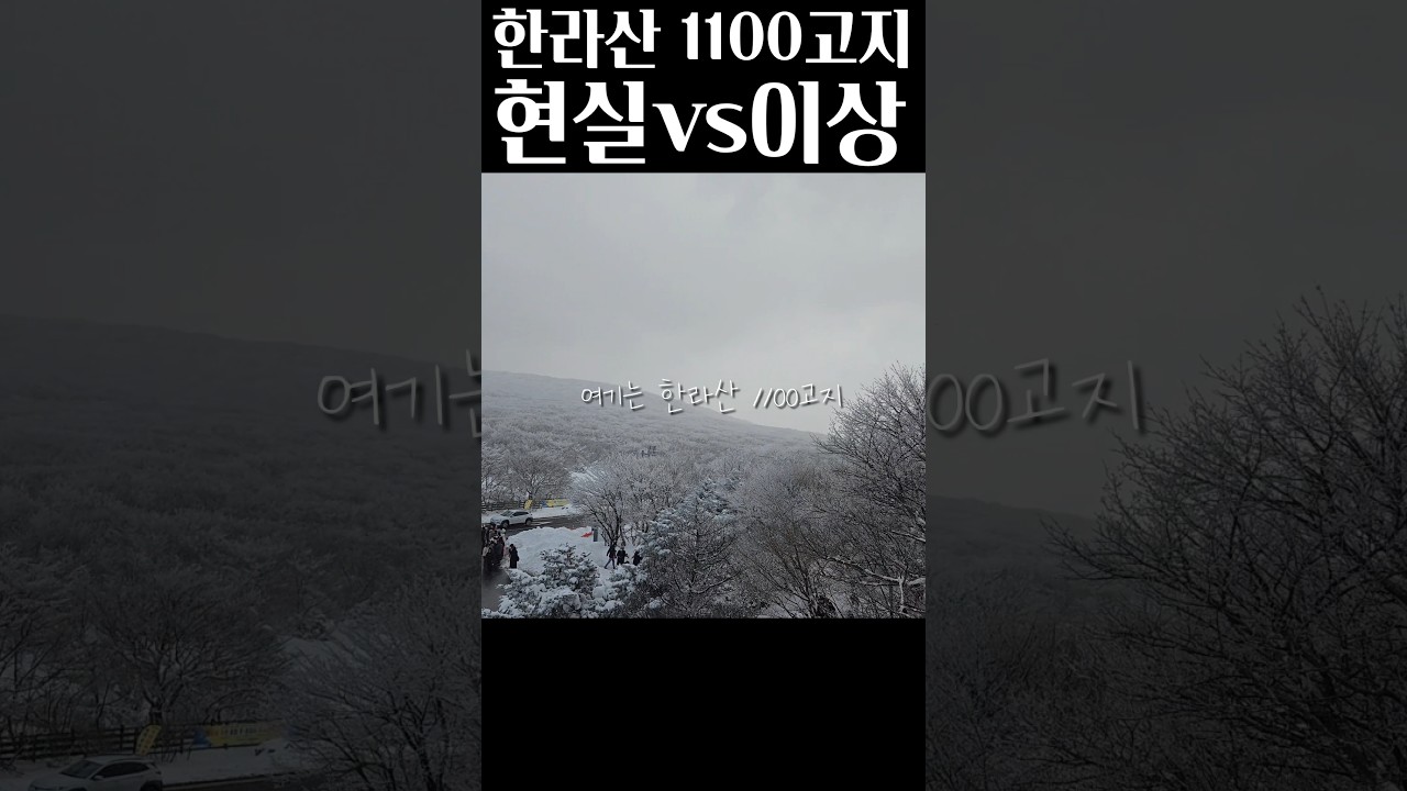 한라산 1100고지 현실VS이상 #한라산1100고지 실시간상황 #제주한라산 #한라산1100고지 #1100도로 #한라산설경 #한라산 #제주여행