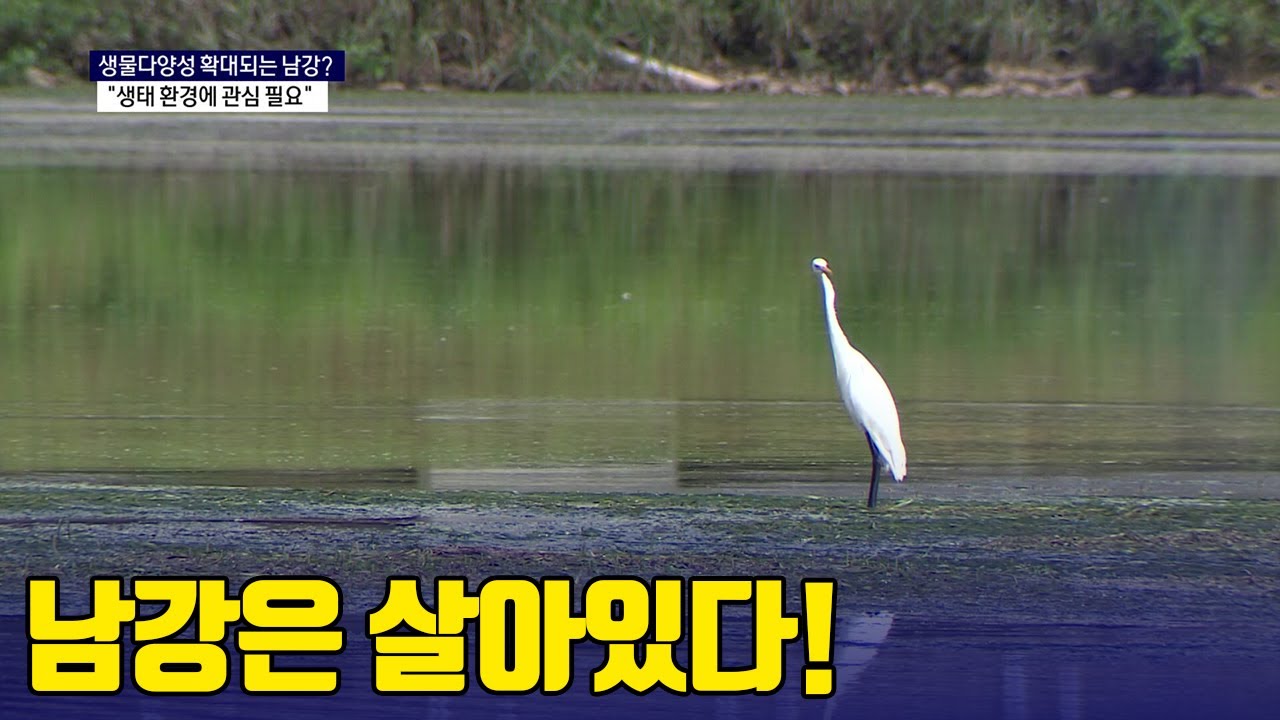 남강에 재첩과 나사말 출현  생태계 급변