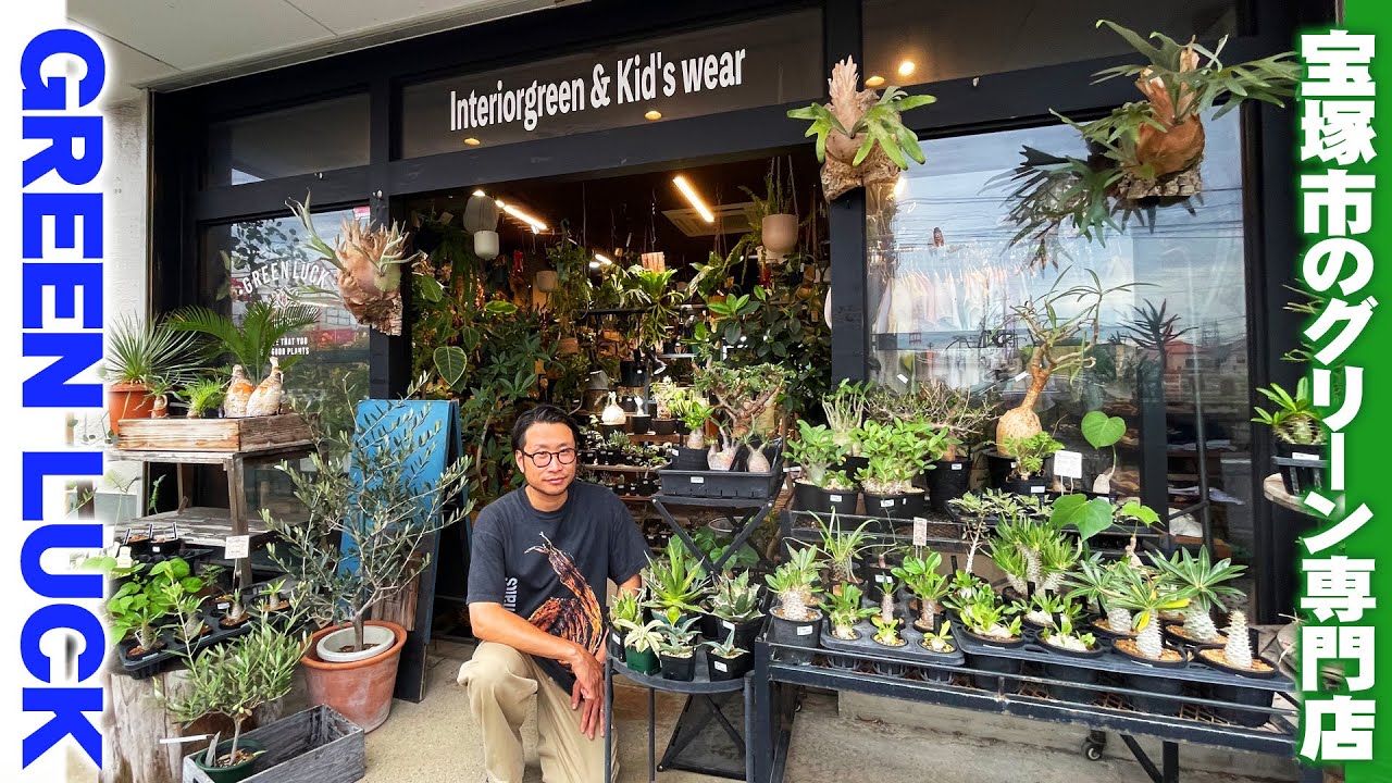 【観葉植物専門店グリーンラック】兵庫県宝塚市にあるボタニカルのお店へ／希少種の塊根植物から育てやすい観葉植物まで幅広く手に入る【グリーンラック】
