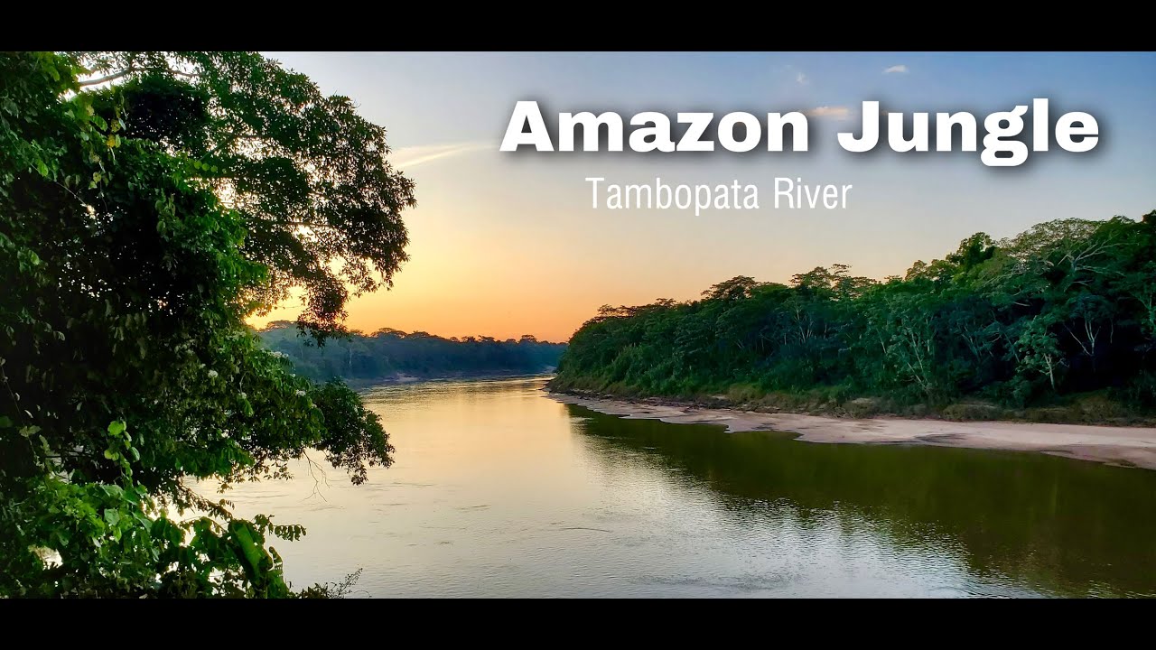 Amazon Jungle - Tambopata river