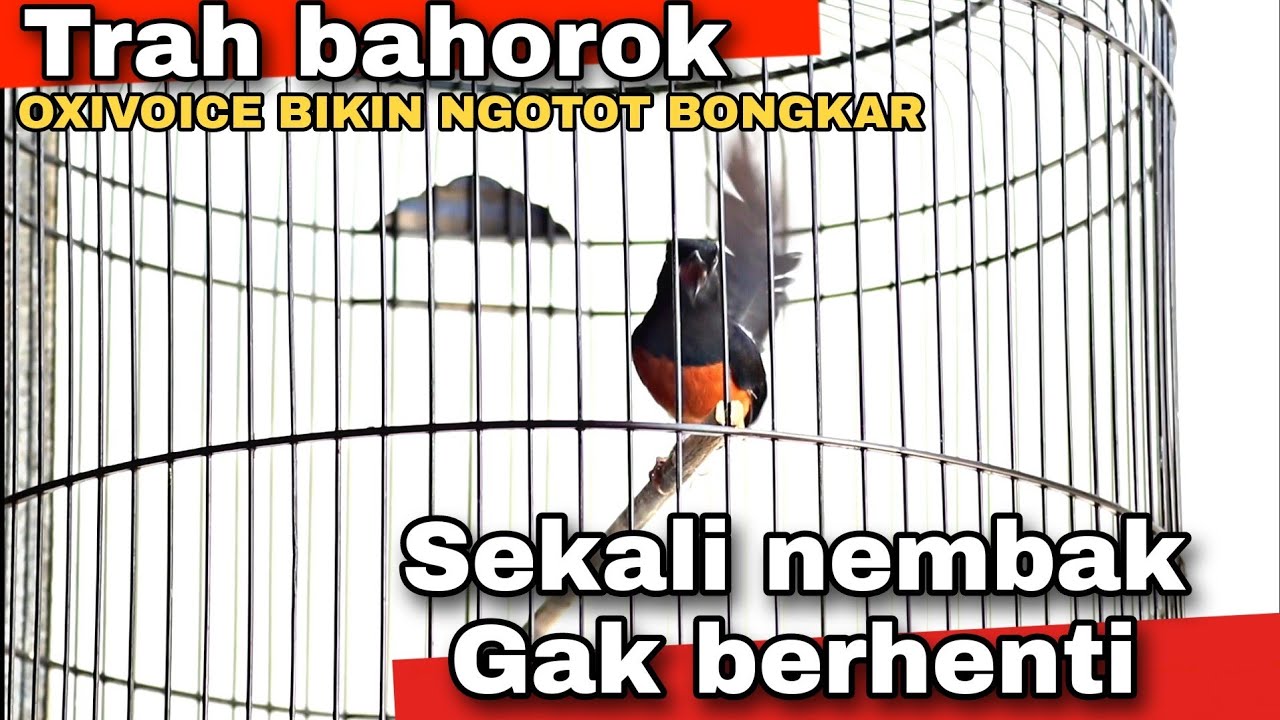 Berani 7,5 juta silahkan bawa angkut murai batu ini ❗