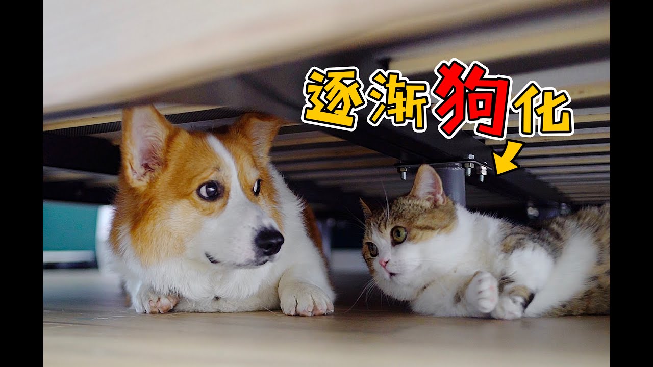合伙作案，我家猫好像被狗带坏了!〡 小短腿Duby