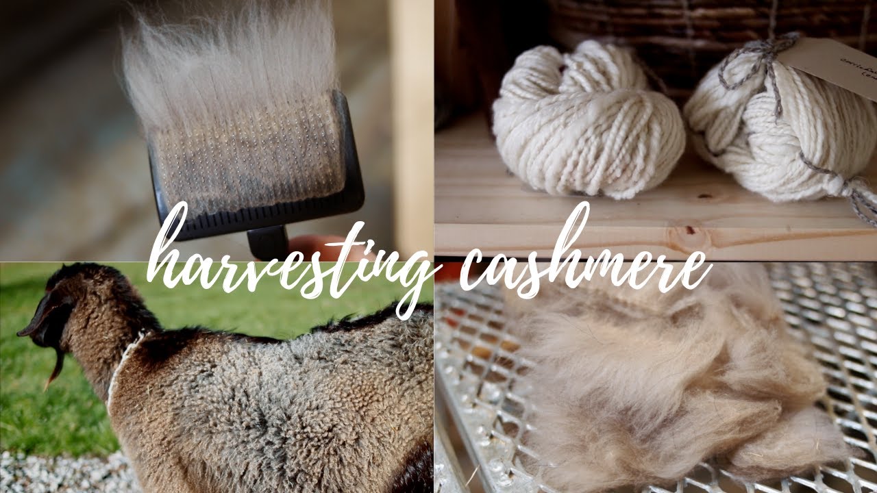 Vlog: Harvesting Cashmere + Spinning