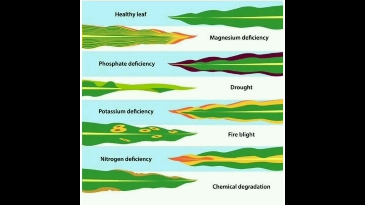 Symptoms sowing on leave deficiency of nutrients