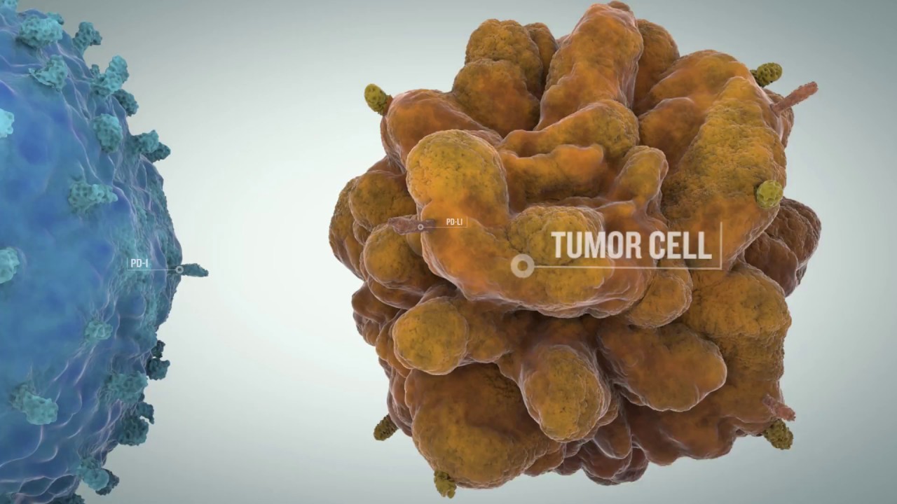 Tumor-Related Immune Checkpoints And The Development Of Targeted Cancer Immunotherapies
