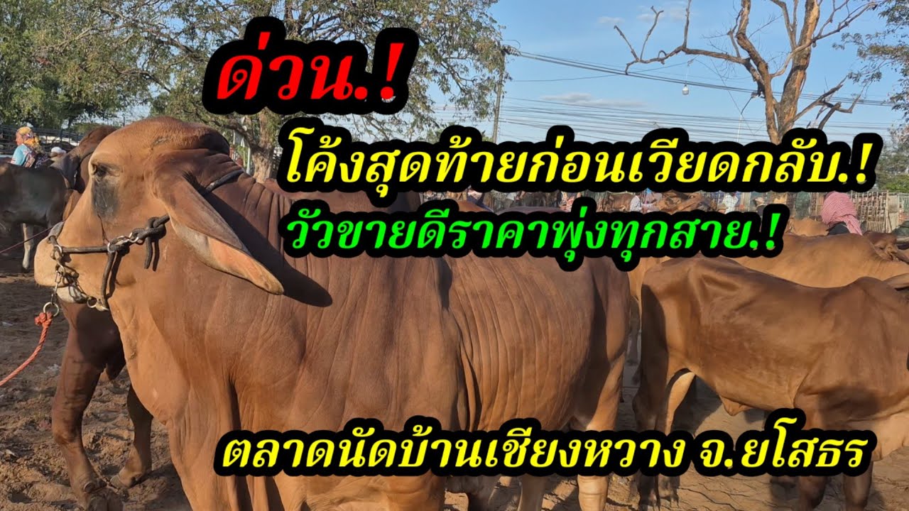 ราคาวัววันนี้ เปิดราคาวัวล่าสุดวันนี้ สำรวจราคาวัวตลาดนัด#เปิดราคาวัวงามน่าซื้อ#ซื้อขายวัวน่าเลี้ยง