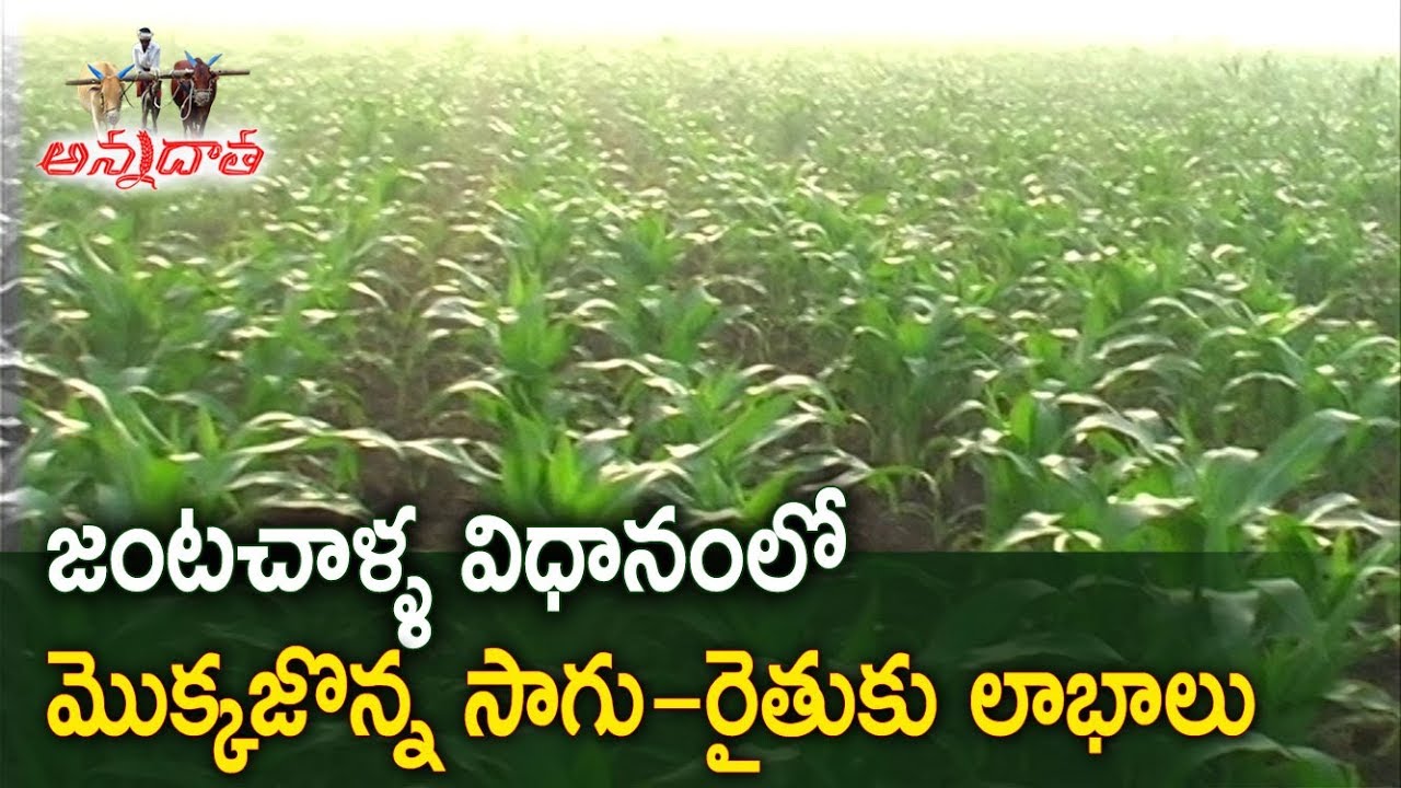 మొక్కజొన్నలో జంటచాళ్ళ పద్ధతి  | Paired Row Maize Cultivation