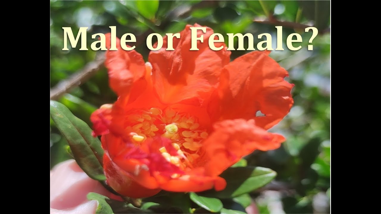 The Complete Guide to Pomegranate Flowers: Identification & Pollination