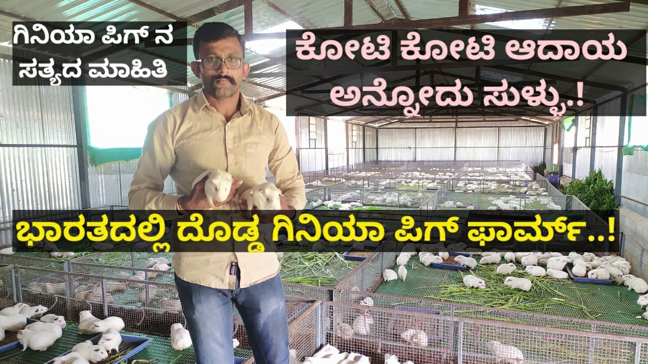 ಭಾರತದಲ್ಲಿ ದೊಡ್ಡ ಗಿನಿಯಾ ಪಿಗ್ ಫಾರ್ಮ್.!ಇವರ ಆದಾಯ ಎಷ್ಟಿರಬಹುದು.!8ವರ್ಷದಿಂದ ಸಾಕಿ ಯಶಸ್ವಿಯಾಗಿದ್ದೇನೆ.!Guineapig