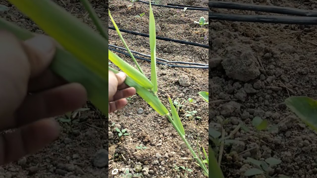 баклажан өсіру жолдары, қазақша