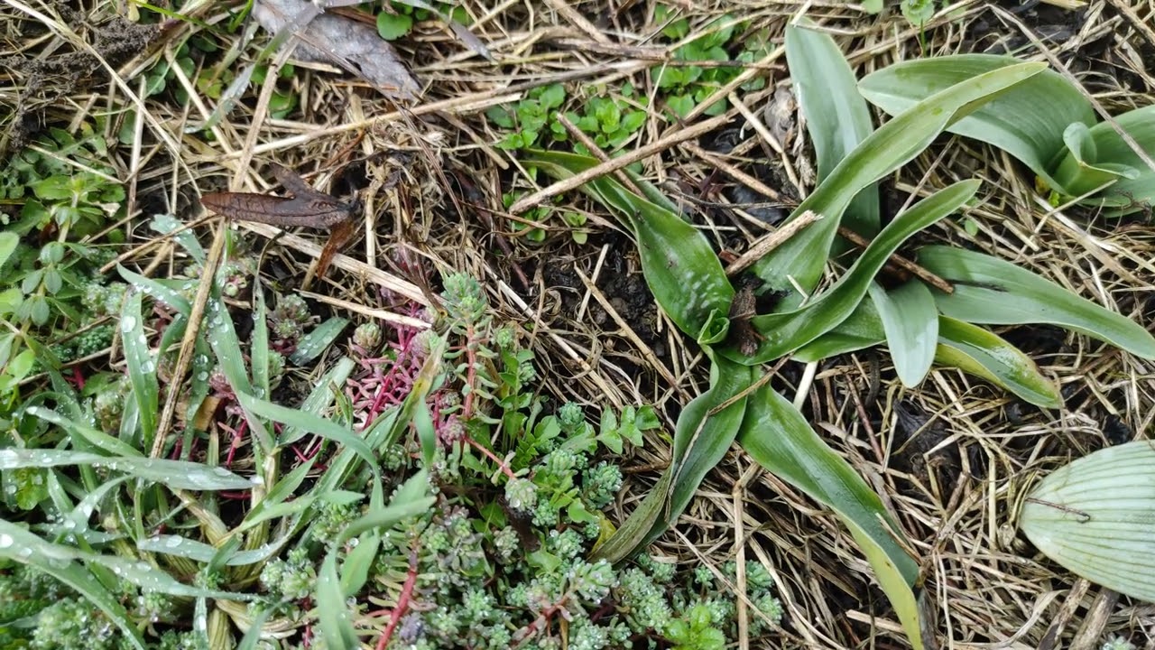 orchis morio