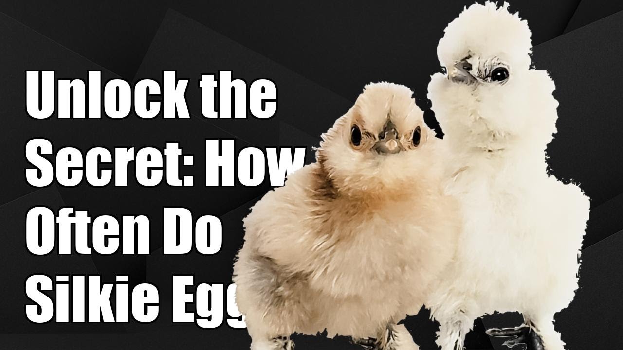 Unlock the Secret: How Often Do Silkie Chickens Lay Eggs? Don't Miss Out!