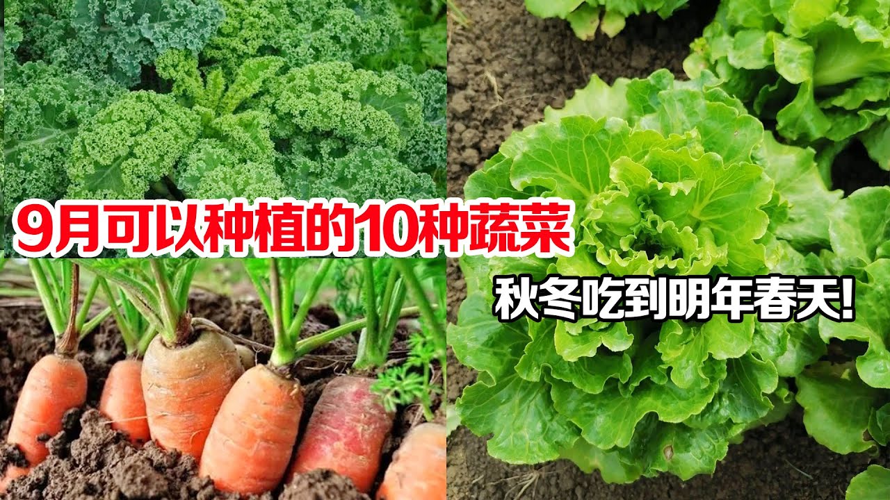 9月可以种什么蔬菜？推荐这10种蔬菜，秋冬吃到明年春天！What vegetables to grow in September