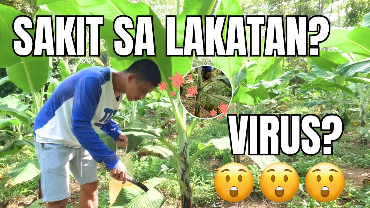 PANO IWASAN ANG SAKIT SA LAKATAN?