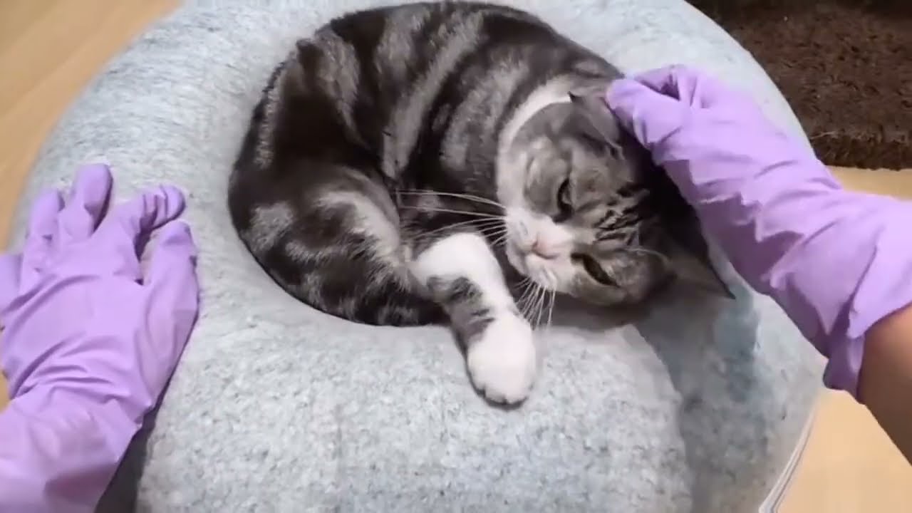 🔴 LIVE Quran Recitation for Peace & Healing Heart 🌙 | Relaxing Islamic Tilawah 24/7