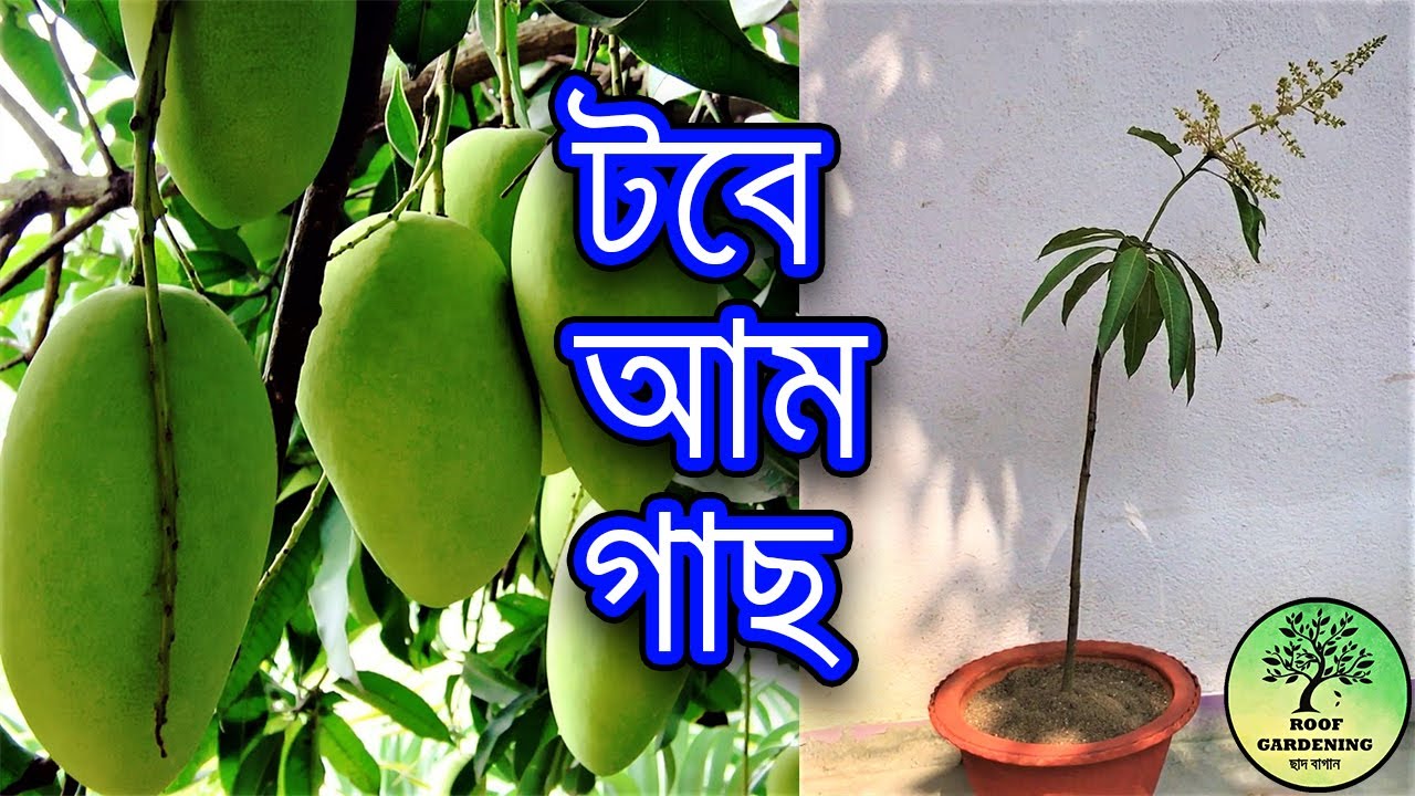 টবেই করুন আম গাছ, খুব সহজেই / Grow Mango plant in container,  Easily