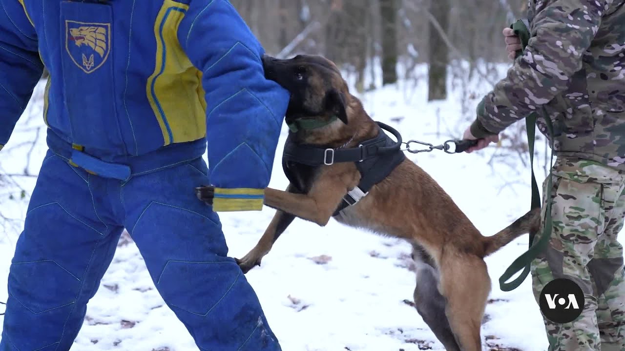 Ukrainian Military Training Dogs to Participate in Combat Missions | VOANews