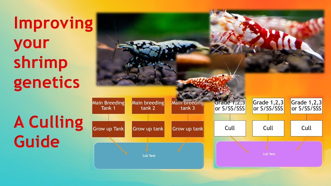 Improving shrimp genetics