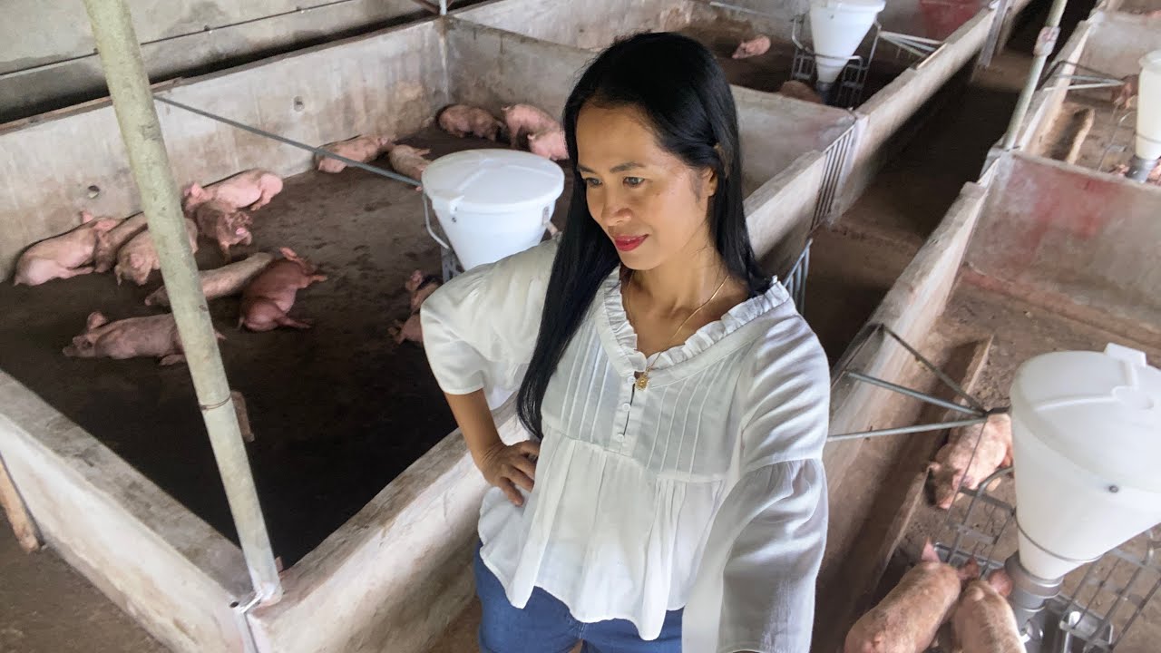 Nandyan na naman ang ASF…  May alaga pa naman akong biik.