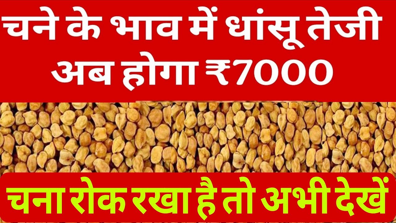 चने के भाव में तूफानी तेजी,10 देशों को होगा निर्यात chanate jivan ki report, chana export news
